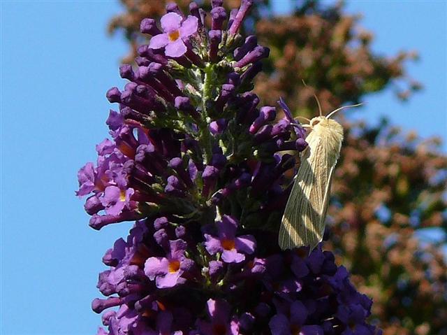 ©  H.Fuchs 04.07.2007
