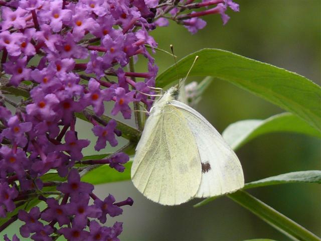 © H.Fuchs 25.07.2008