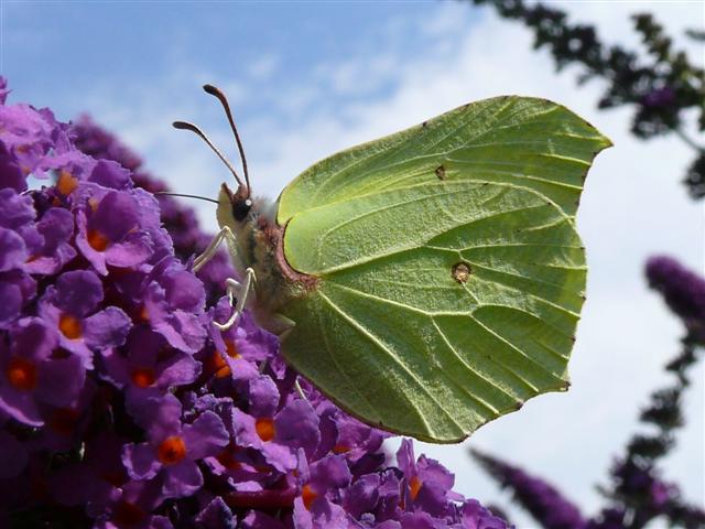 © H.Fuchs 27.07.2008