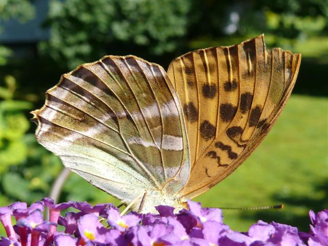 © H.Fuchs 23.07.2008