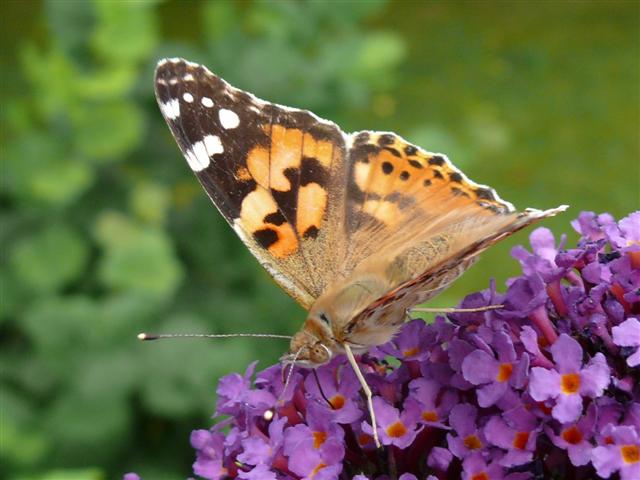 © H.Fuchs 30.07.2008
