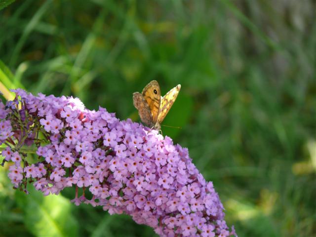 © H.Fuchs 05.08.2007