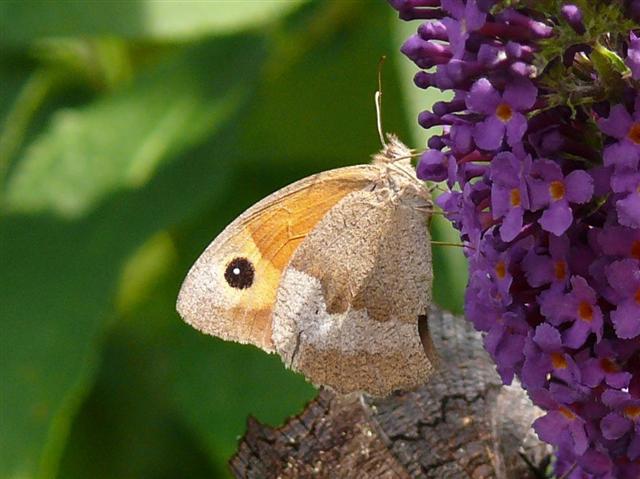 ©  H.Fuchs 26.07.2008