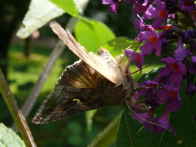 ©  H.Fuchs 27.07.2008